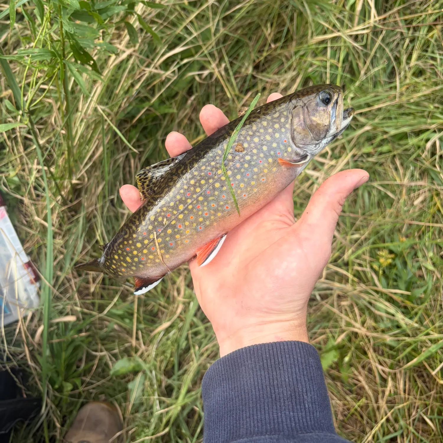 Brook trout caught on Fishbrain