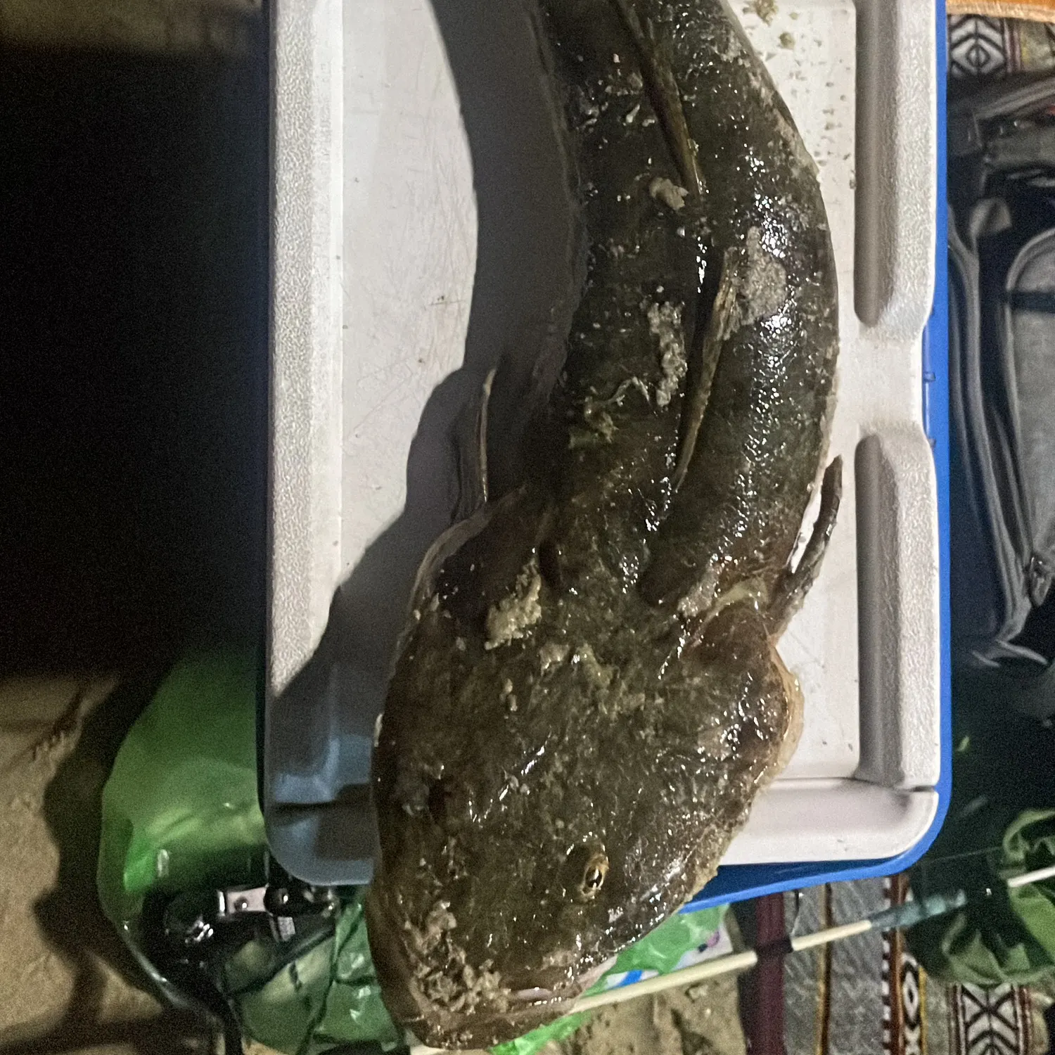 The most recent Bartail flathead catches on Fishbrain