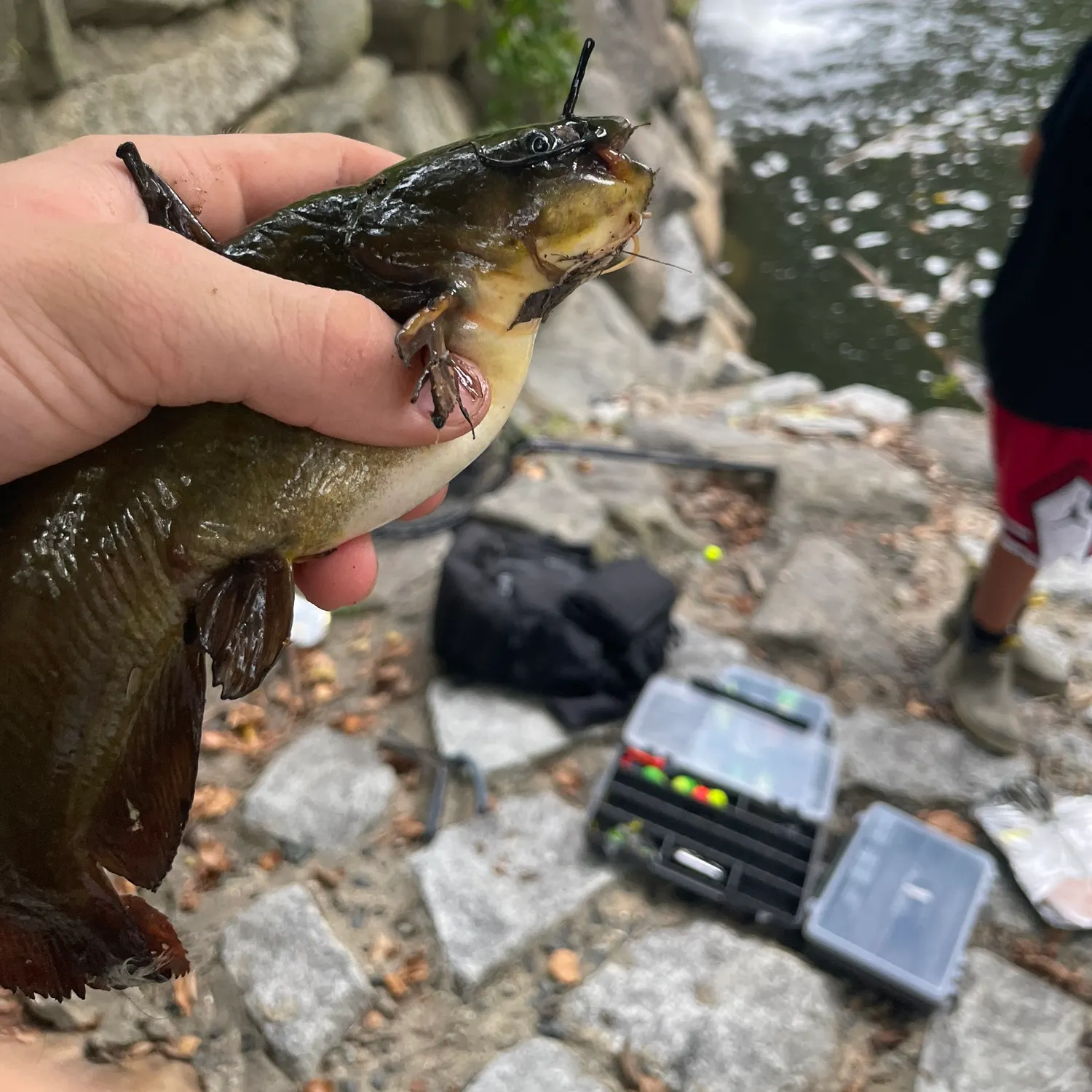 Black bullhead caught on Fishbrain