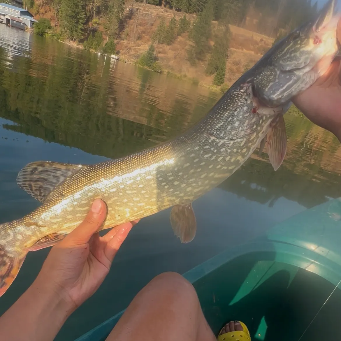 Northern pike caught on Fishbrain