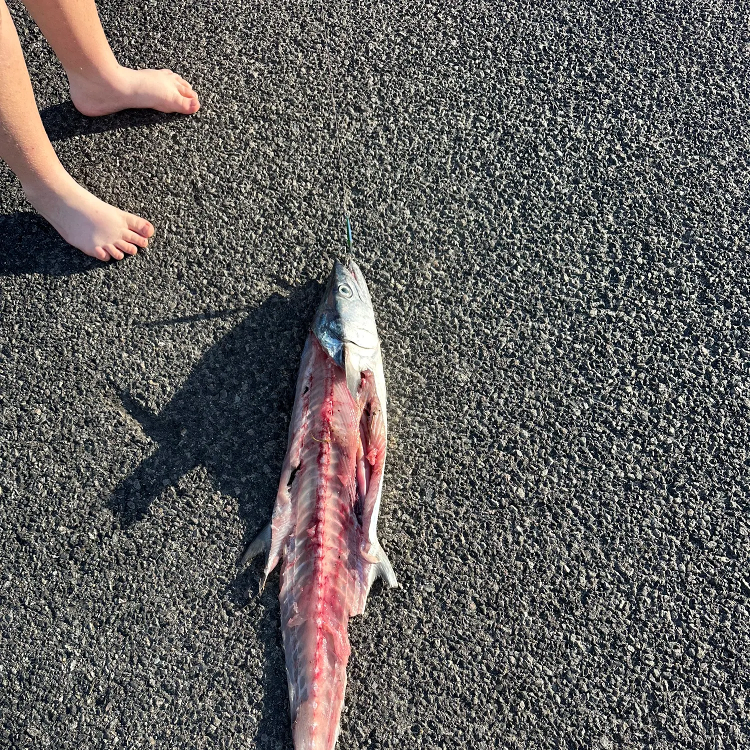 Narrow-barred Spanish mackerel caught on Fishbrain