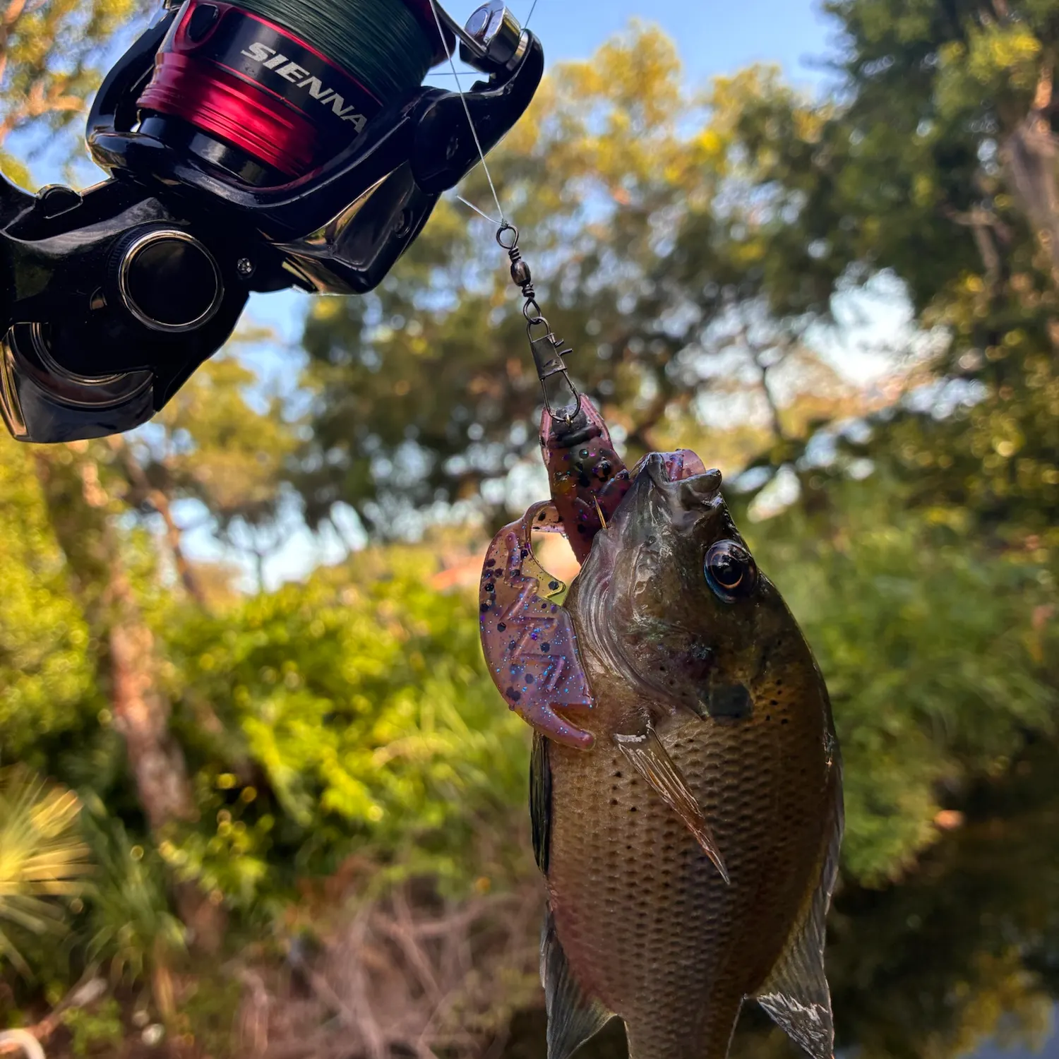 The most recent Spotted sunfish catches on Fishbrain