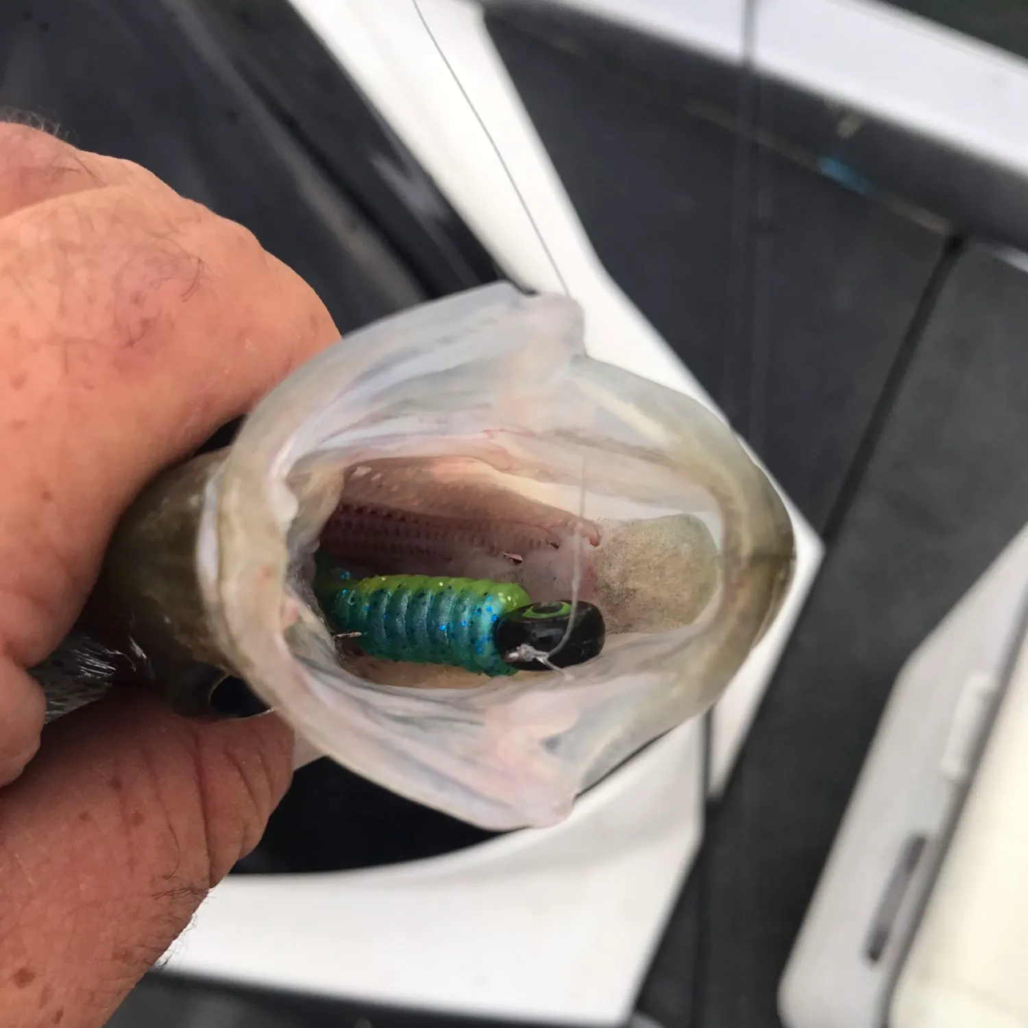Black crappie caught on Fishbrain