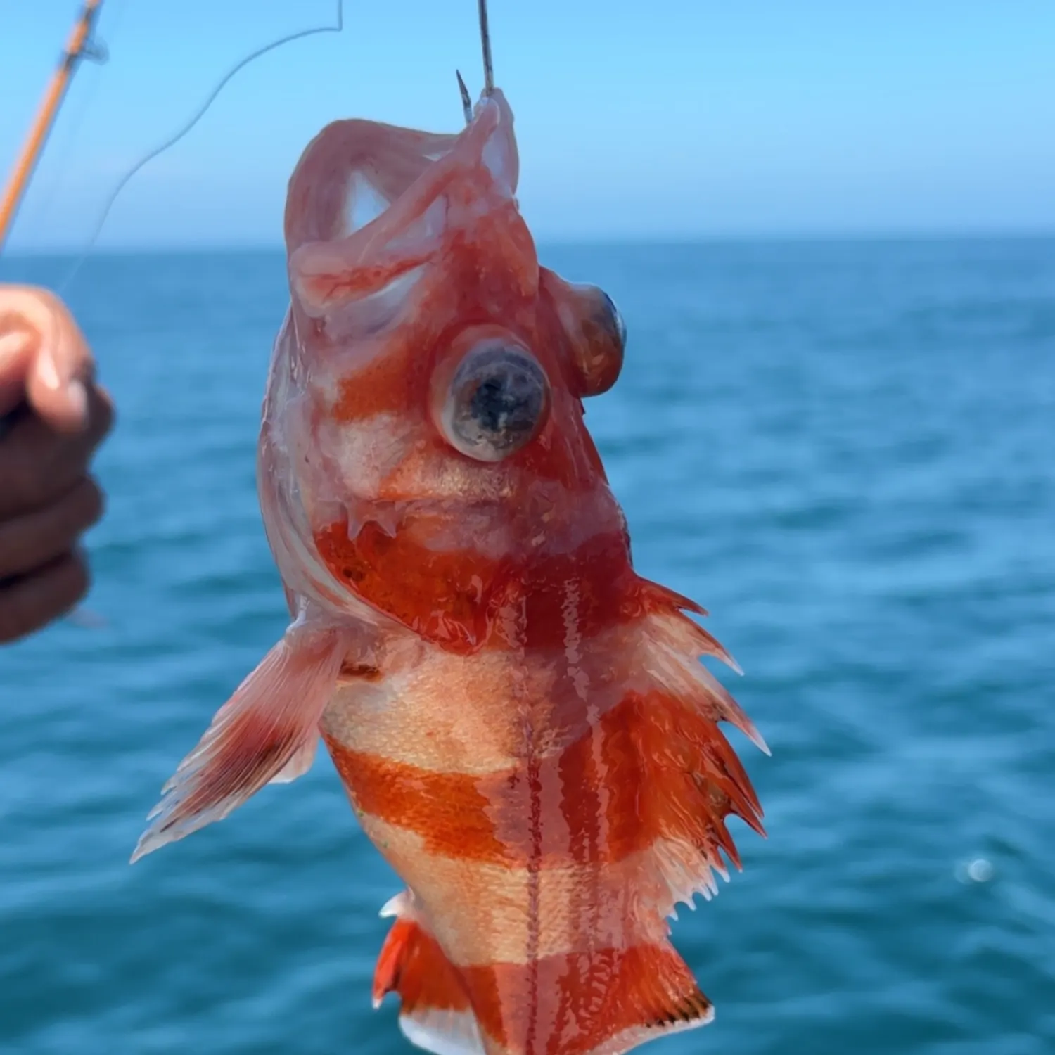 The most recent Flag rockfish catches on Fishbrain