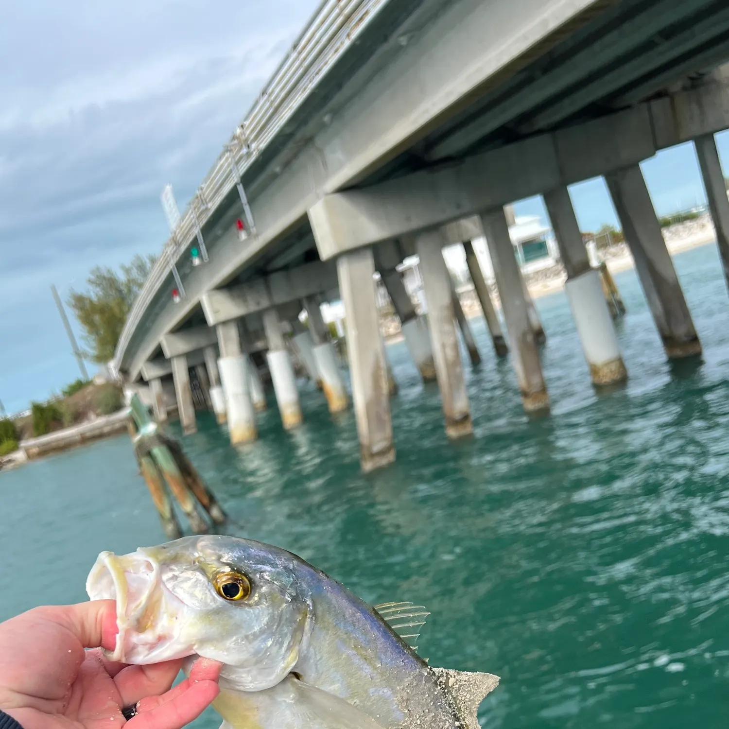 The most recent Yellow jack catches on Fishbrain