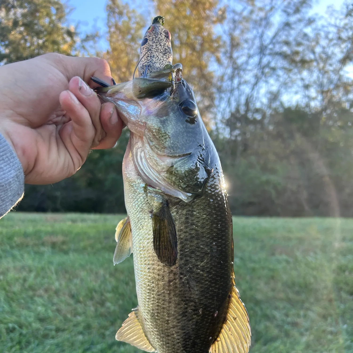 Largemouth bass caught on Fishbrain
