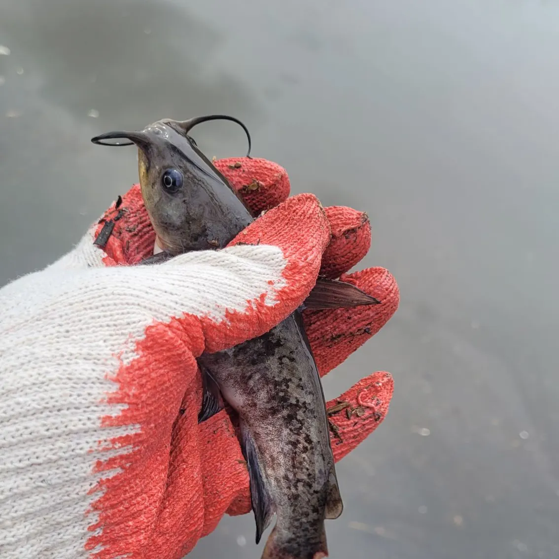The most recent Flat bullhead catches on Fishbrain