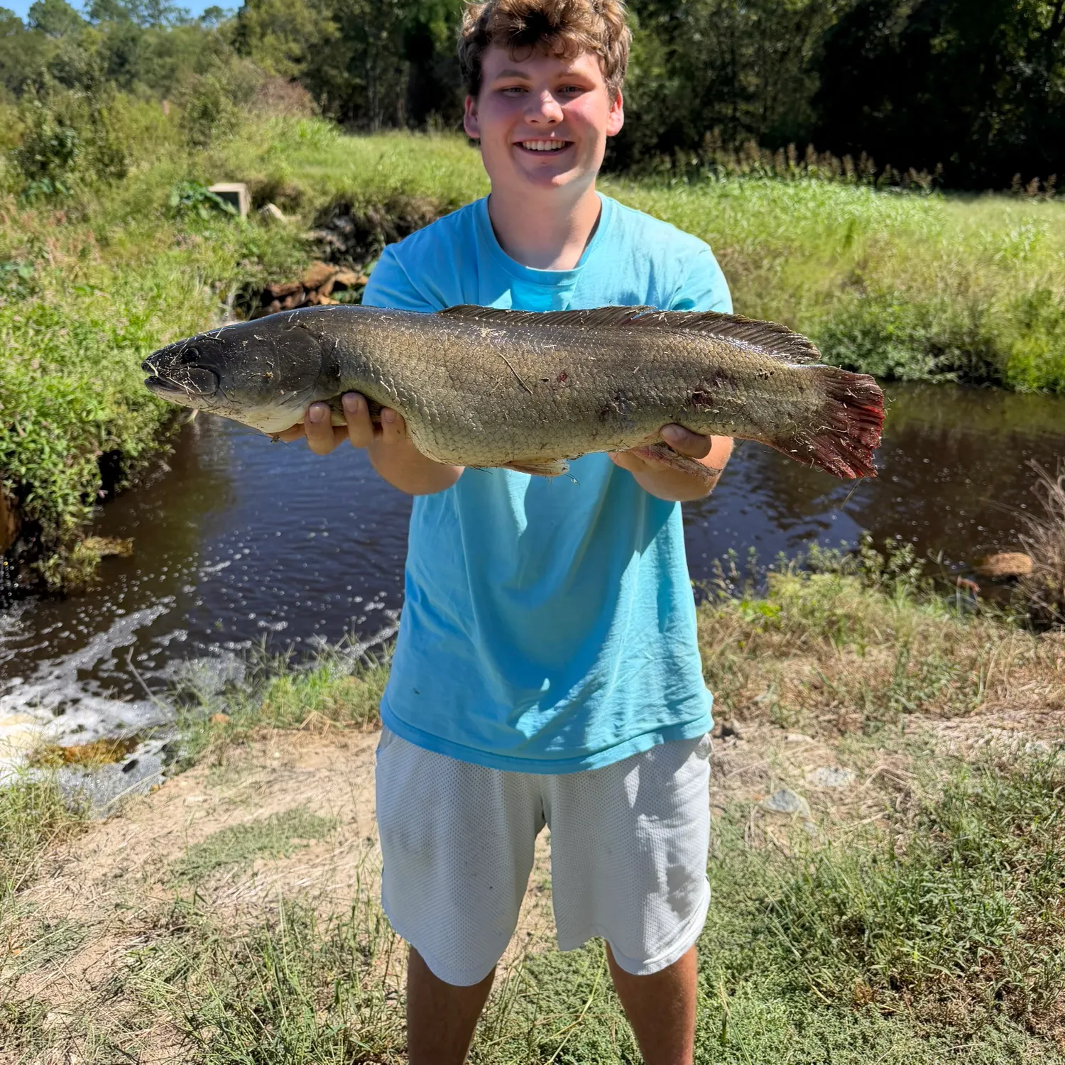 Ruddy bowfin caught on Fishbrain