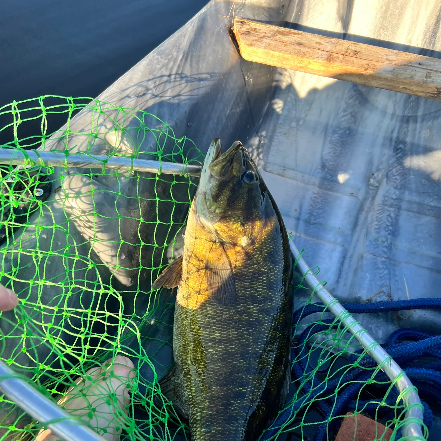 Smallmouth bass caught on Fishbrain