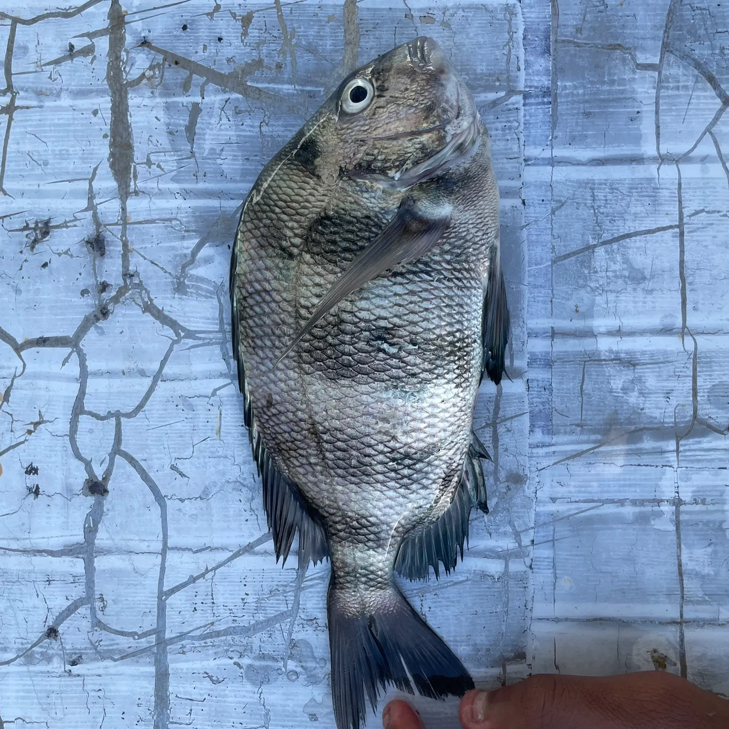 The most recent Scup catches on Fishbrain