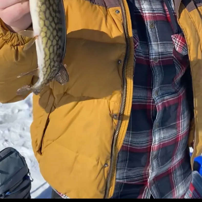 The most recent Chain pickerel catches on Fishbrain