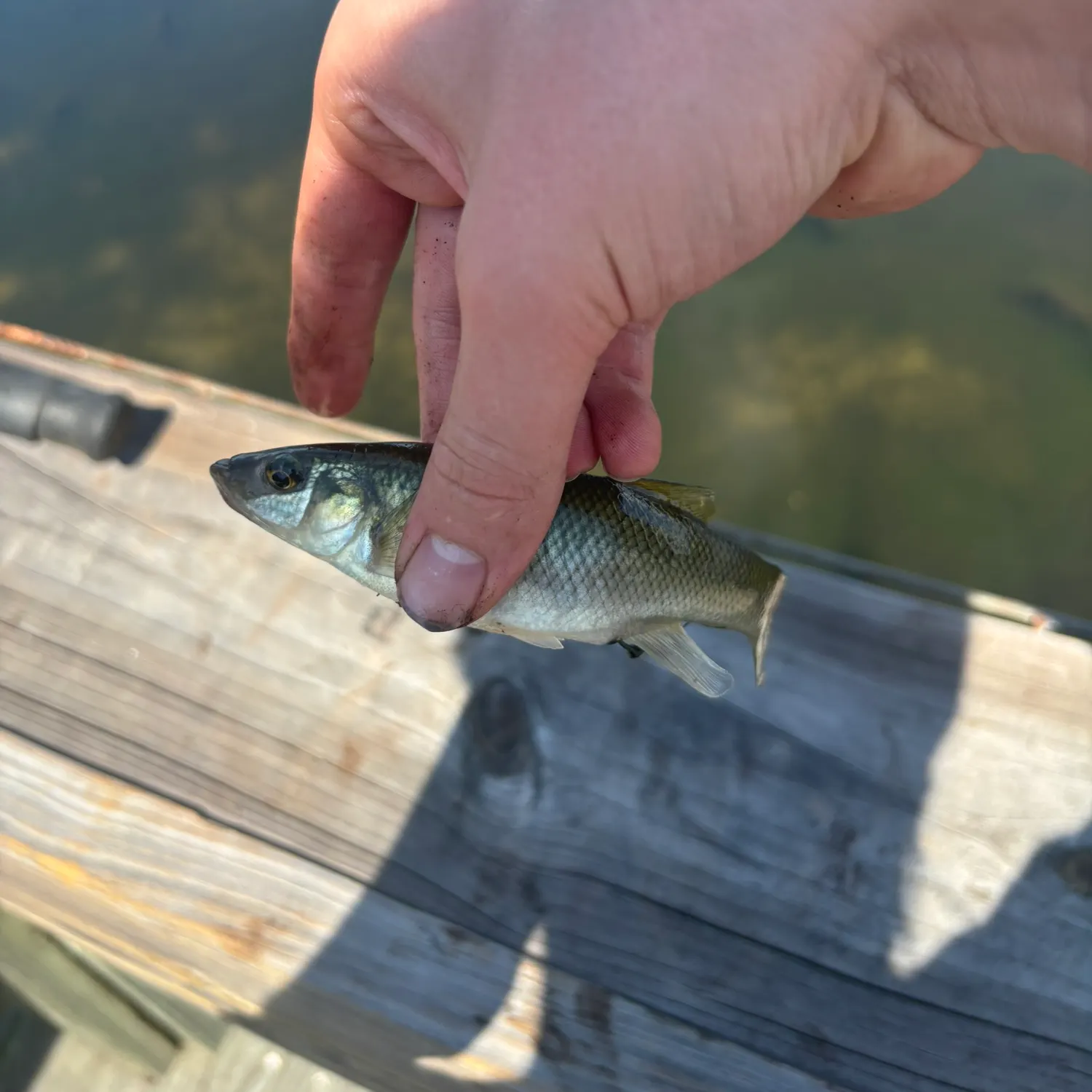 The most recent Seminole killifish catches on Fishbrain