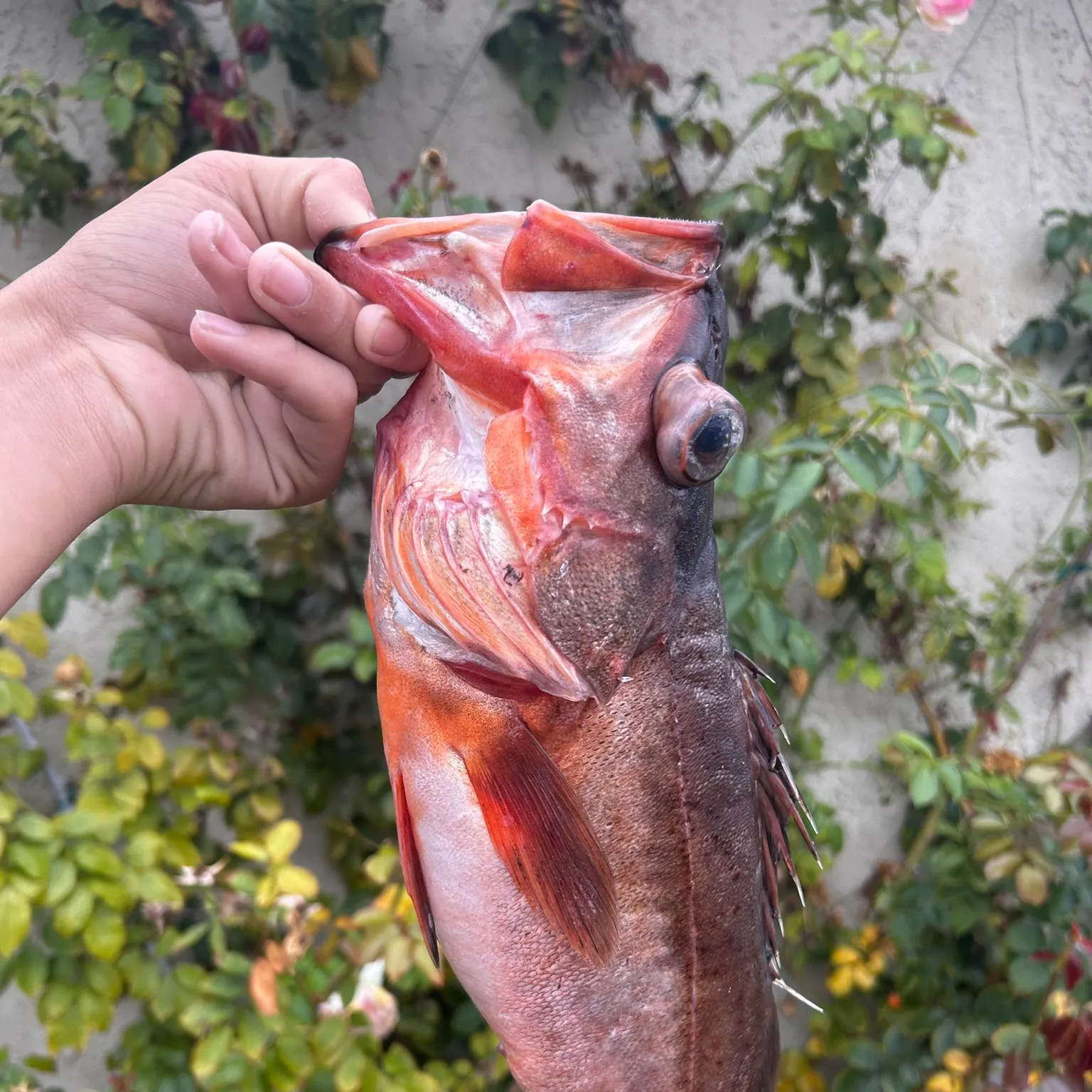 The most recent Bocaccio rockfish catches on Fishbrain