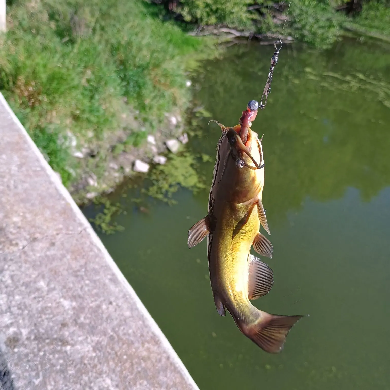 Yellow bullhead caught on Fishbrain