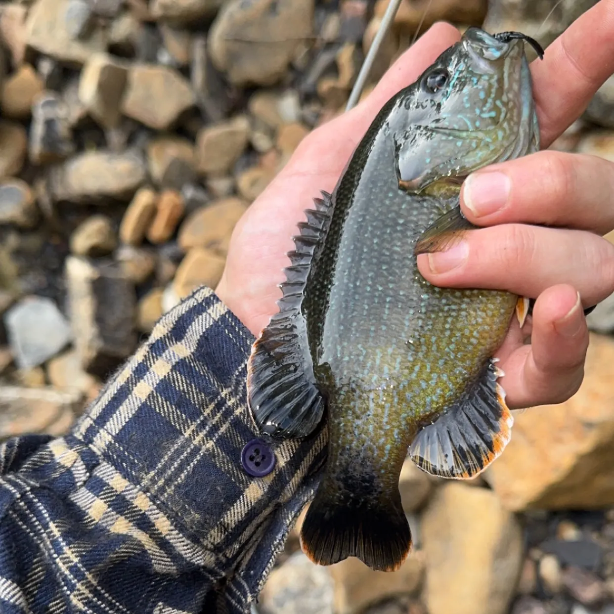 Green sunfish caught on Fishbrain