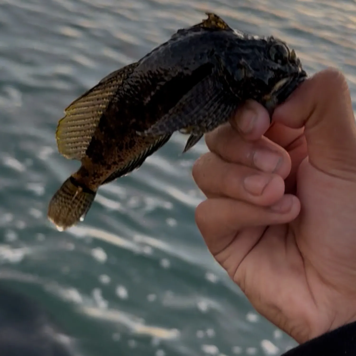 The most recent Woolly sculpin catches on Fishbrain
