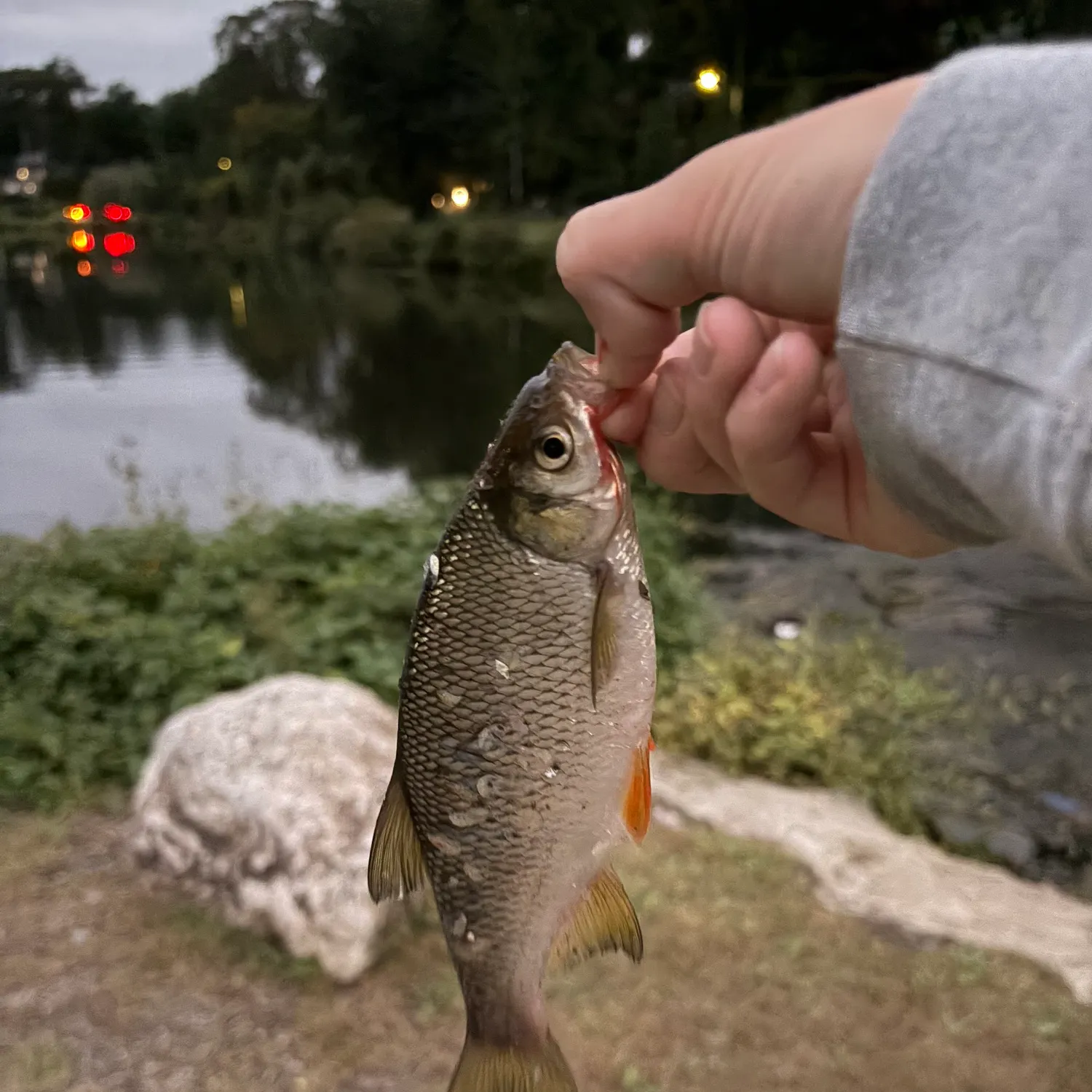 Golden shiner caught on Fishbrain