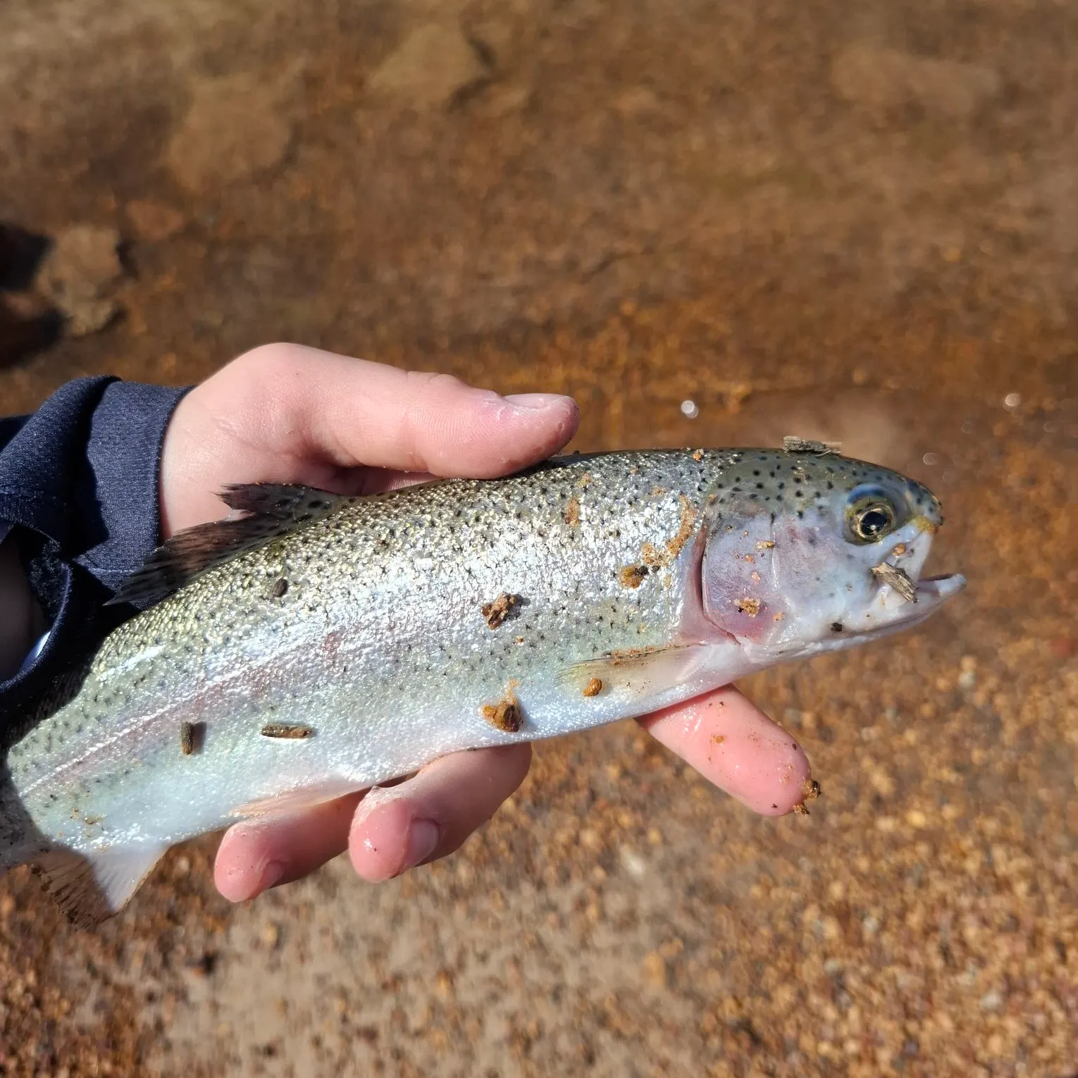 Rainbow trout caught on Fishbrain