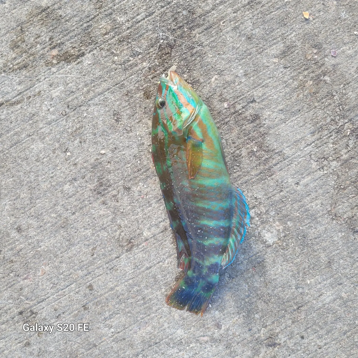 The most recent Zebra fish catches on Fishbrain