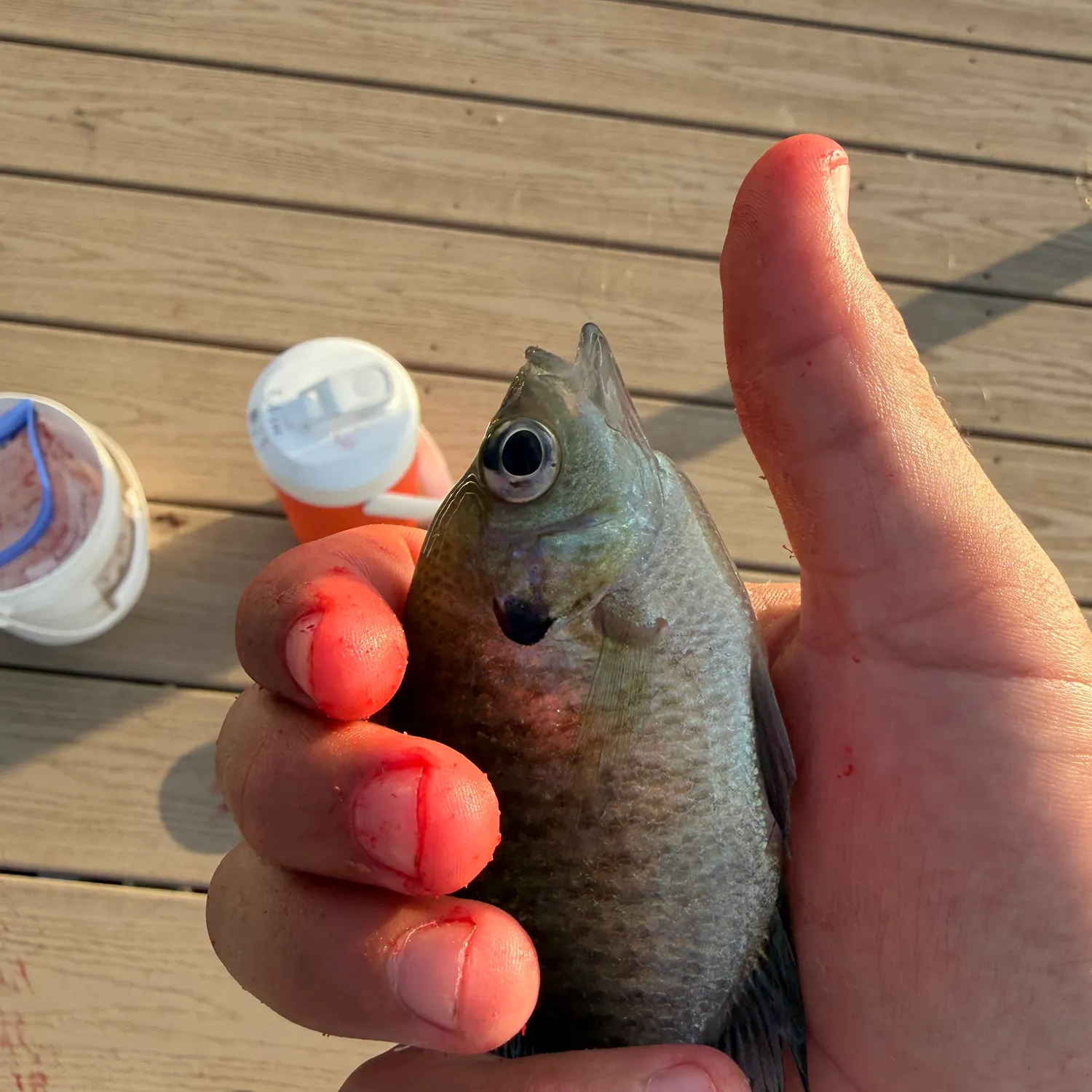 catch