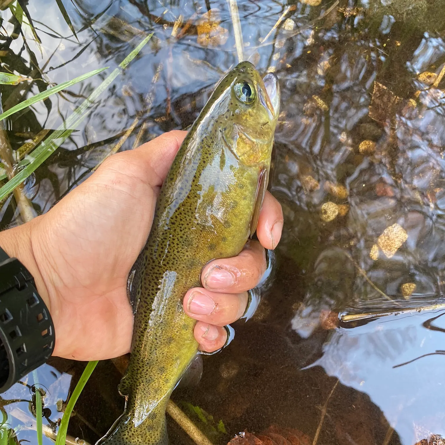 The most recent Gila trout catches on Fishbrain