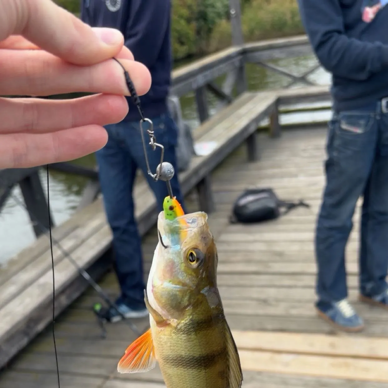 European perch caught on Fishbrain