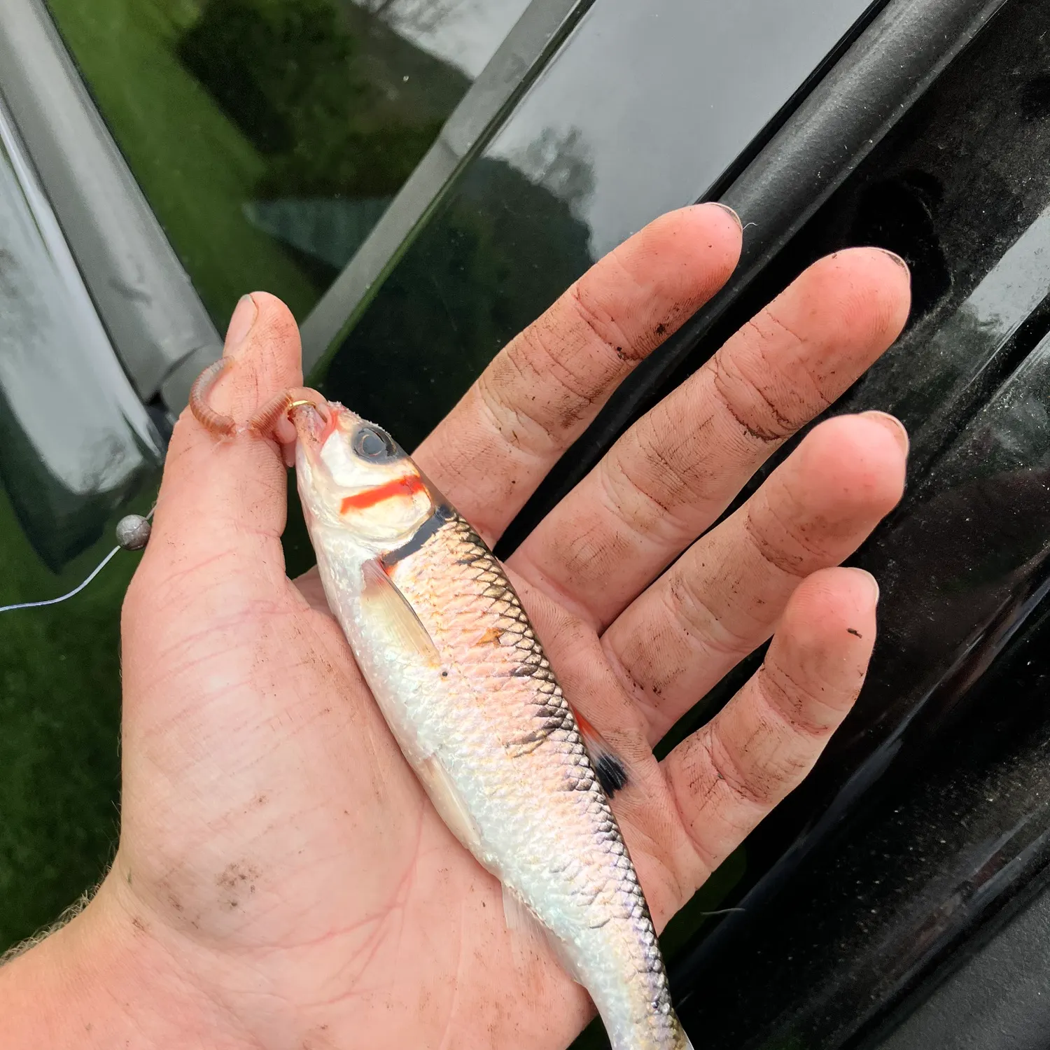 most liked catch image