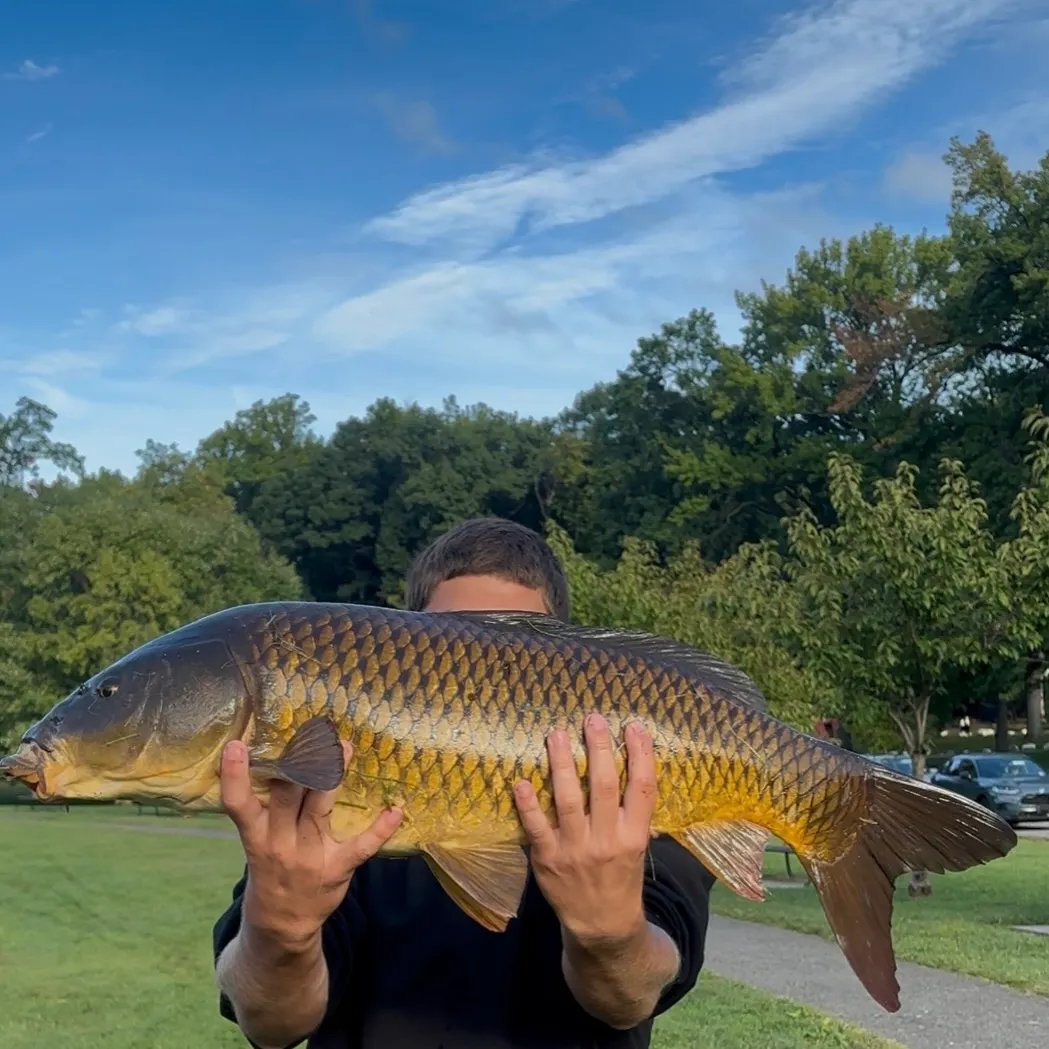 Common carp caught on Fishbrain