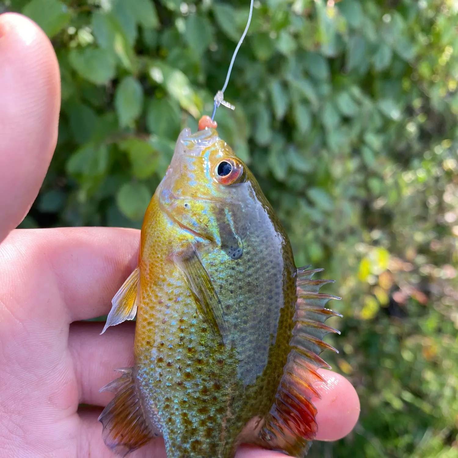 Redbreast sunfish caught on Fishbrain