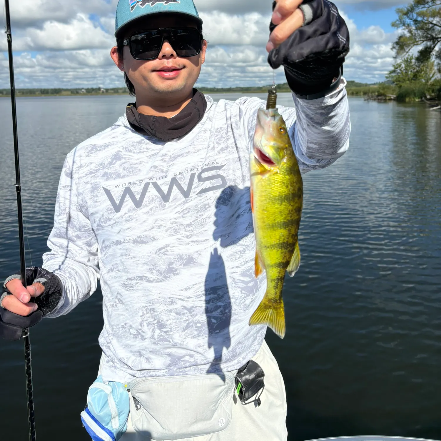 Yellow perch caught on Fishbrain