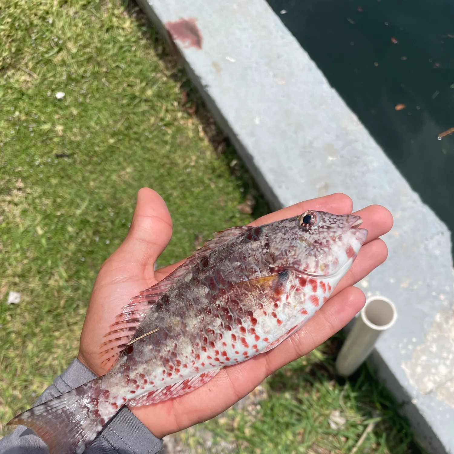 The most recent Redtail parrotfish catches on Fishbrain