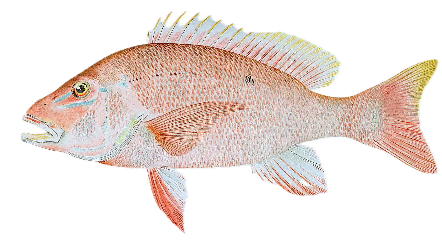 Northern red snapper