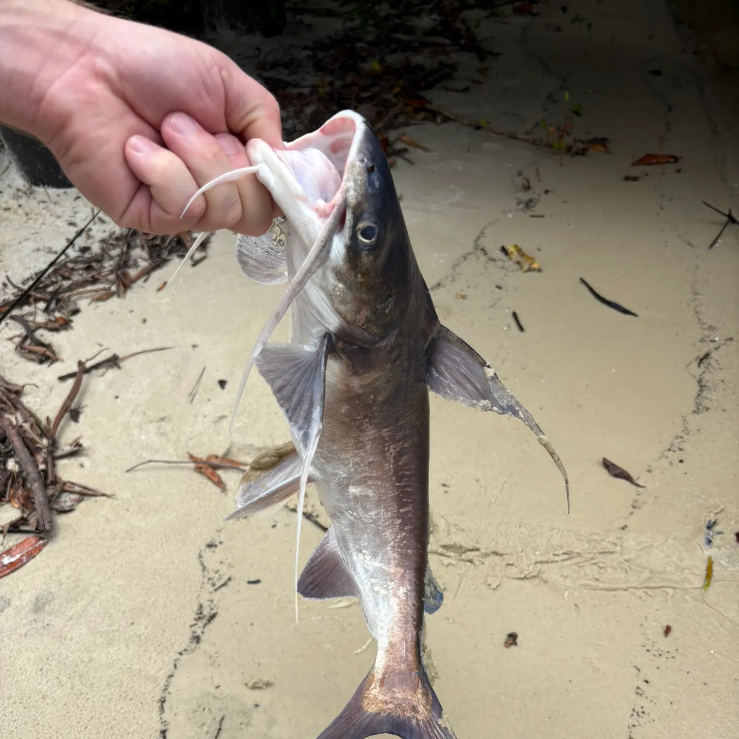 catch