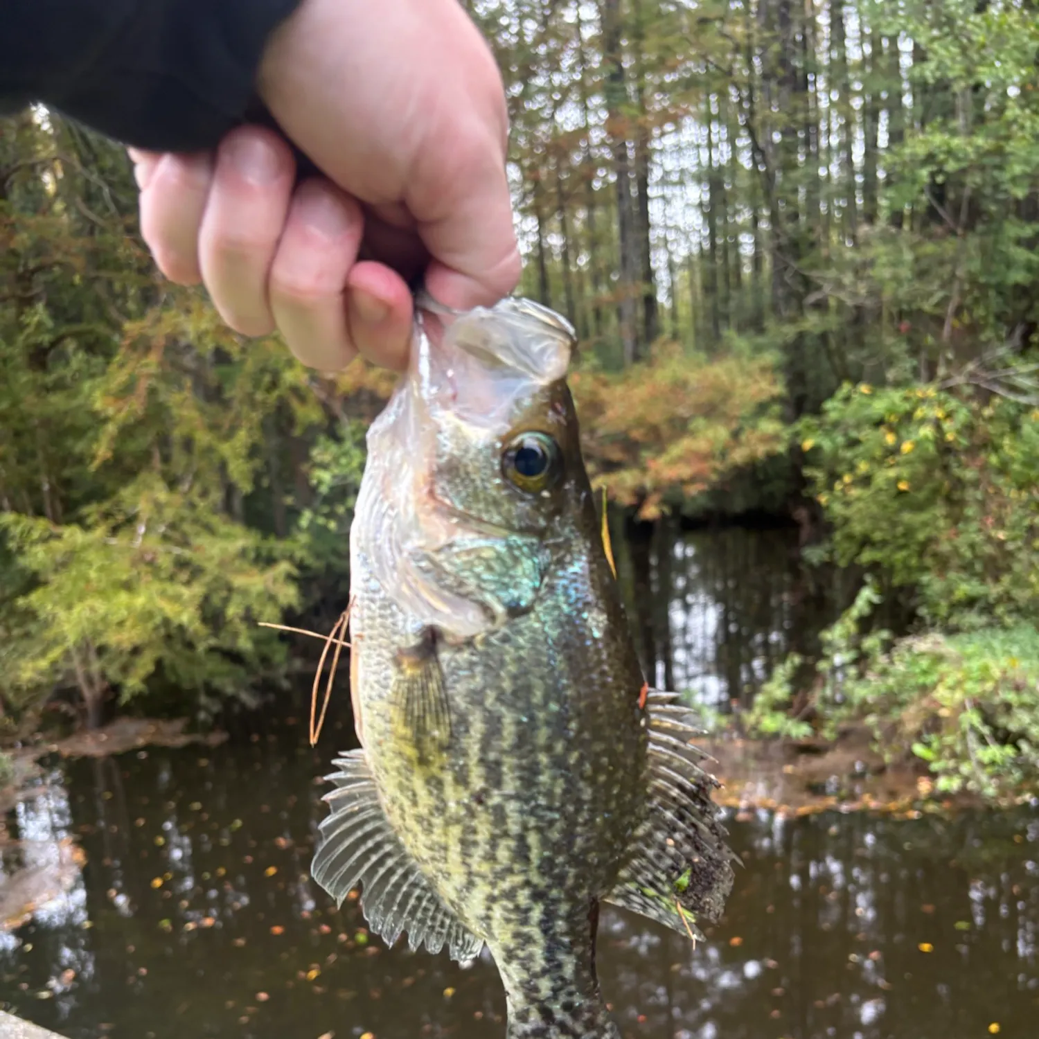 Black crappie caught on Fishbrain