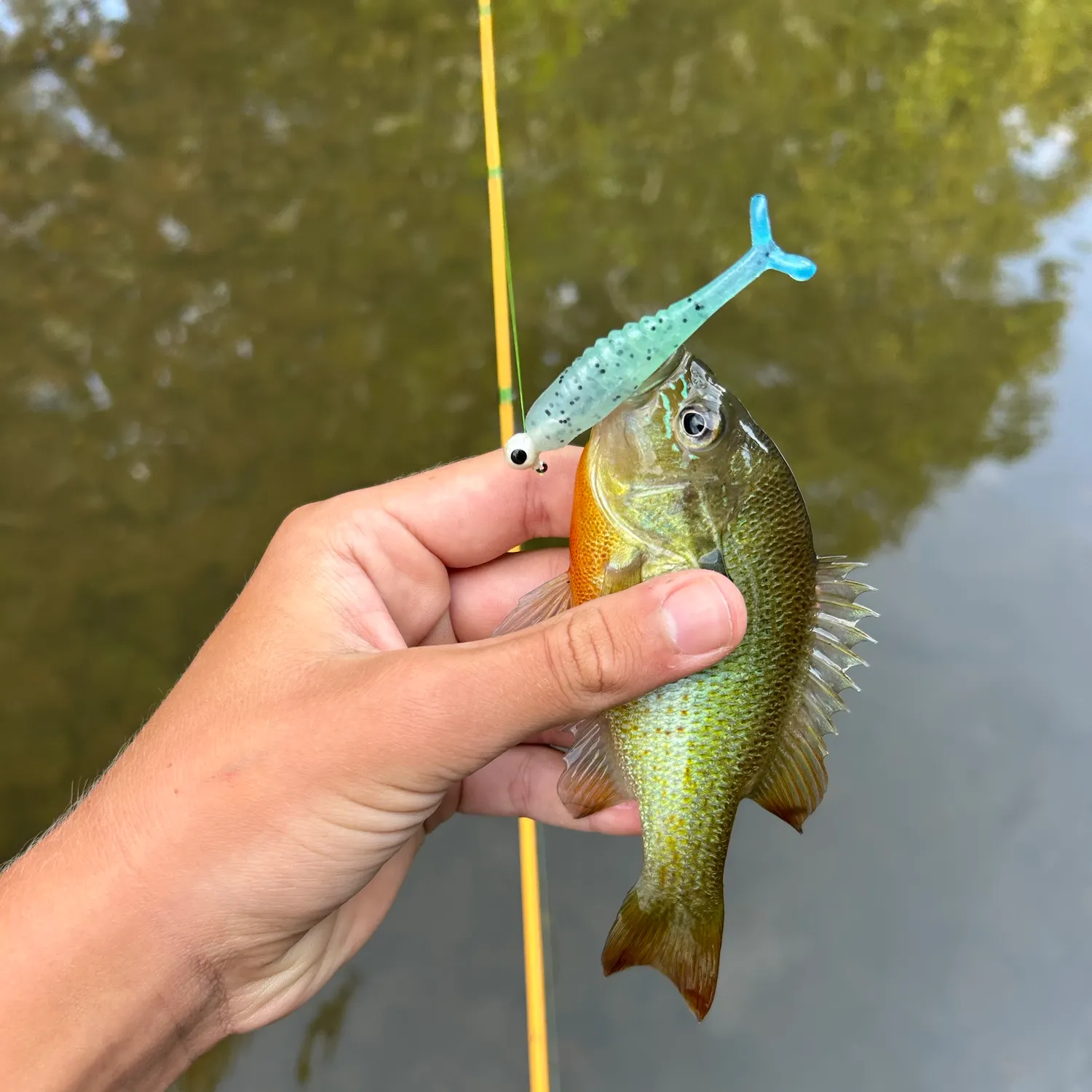 Redbreast sunfish caught on Fishbrain