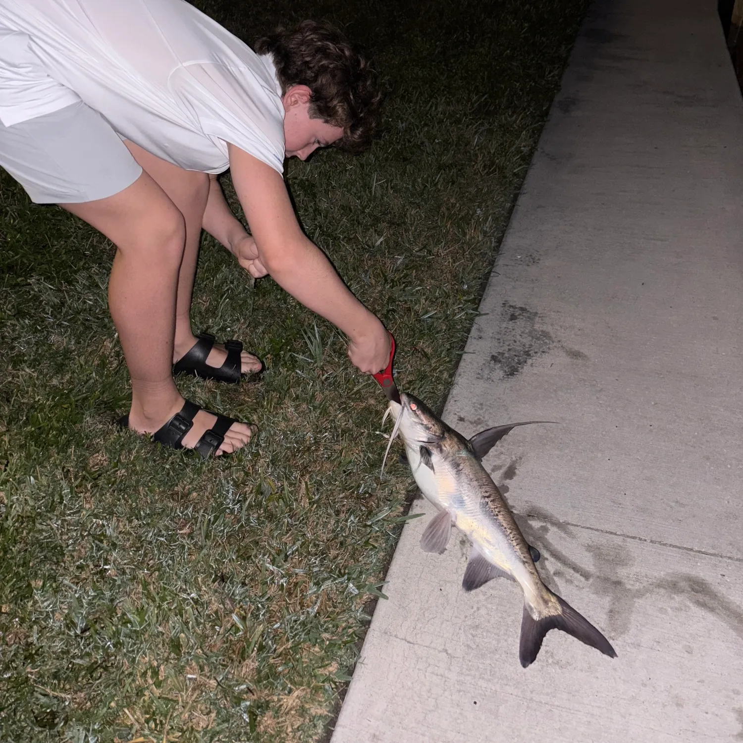 The most recent Gafftopsail sea catfish catches on Fishbrain