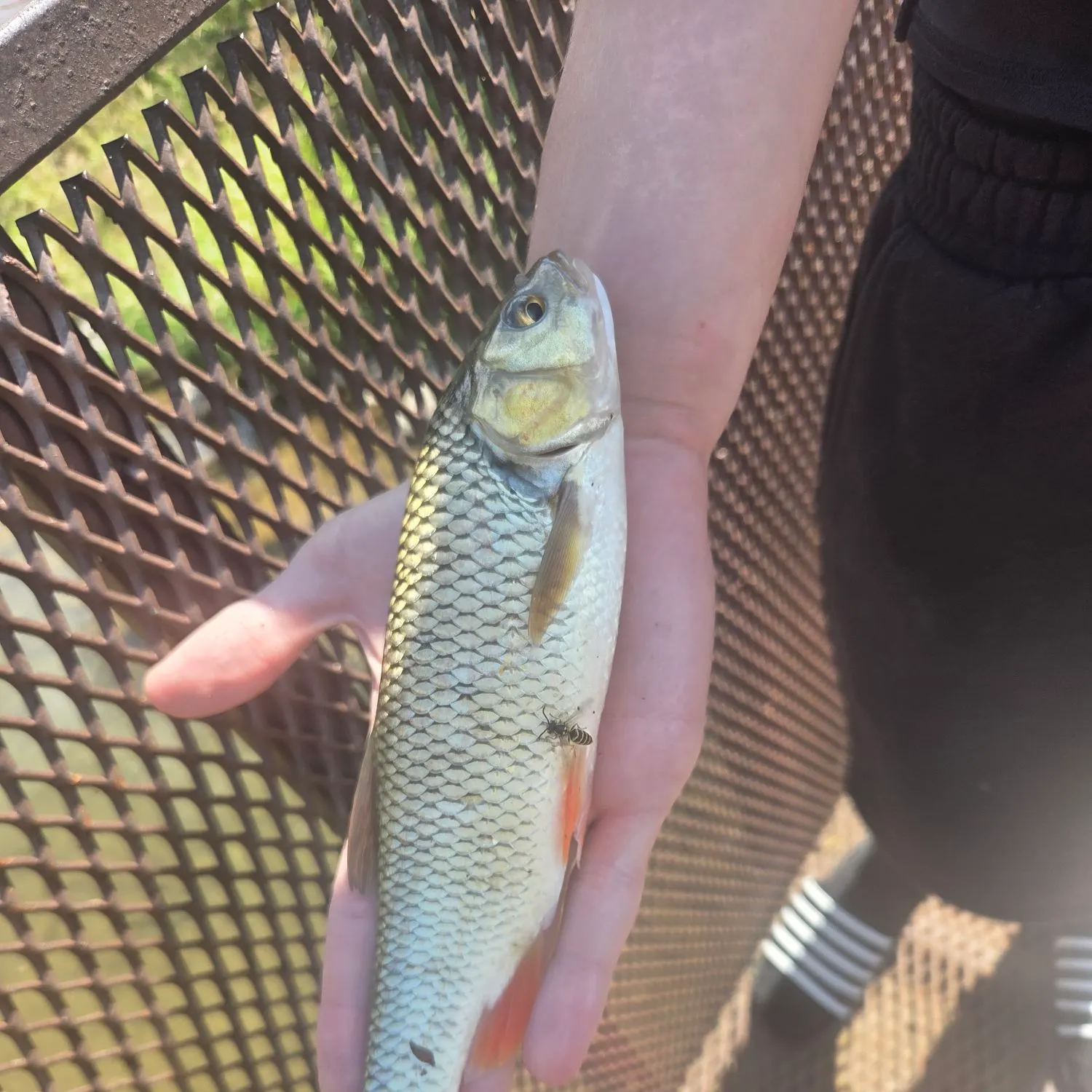 European chub caught on Fishbrain
