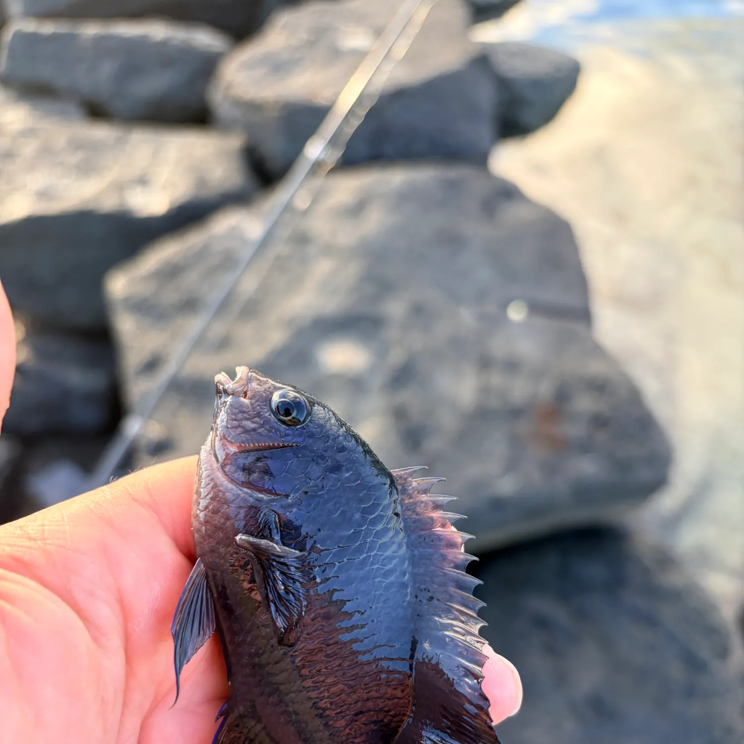 The most recent Dusky damselfish catches on Fishbrain