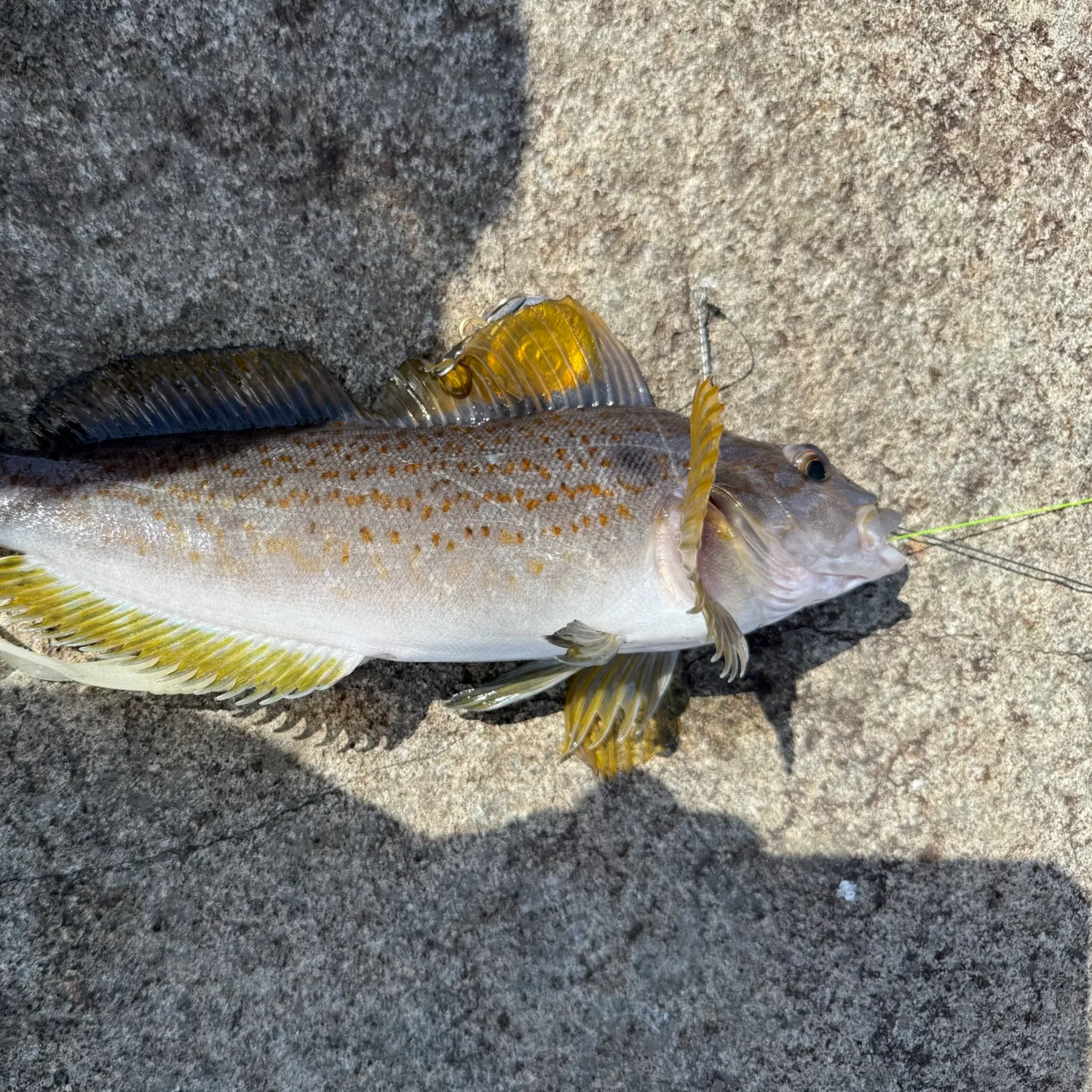 The most recent Kelp greenling catches on Fishbrain