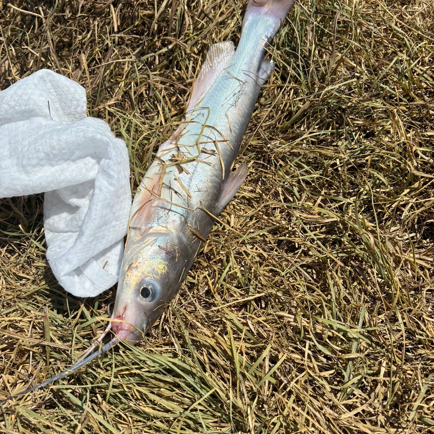 Fish caught on Fishbrain