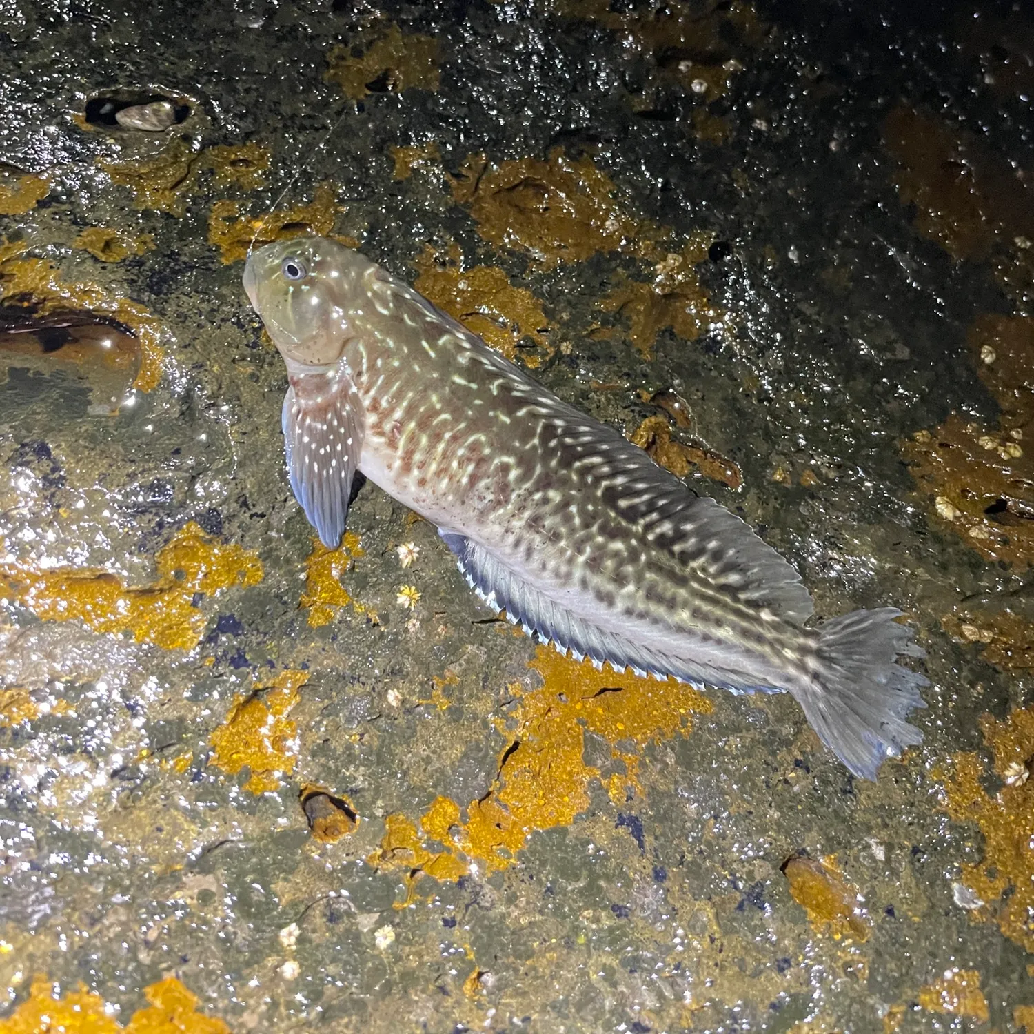 The most recent African rock-pool blenny catches on Fishbrain