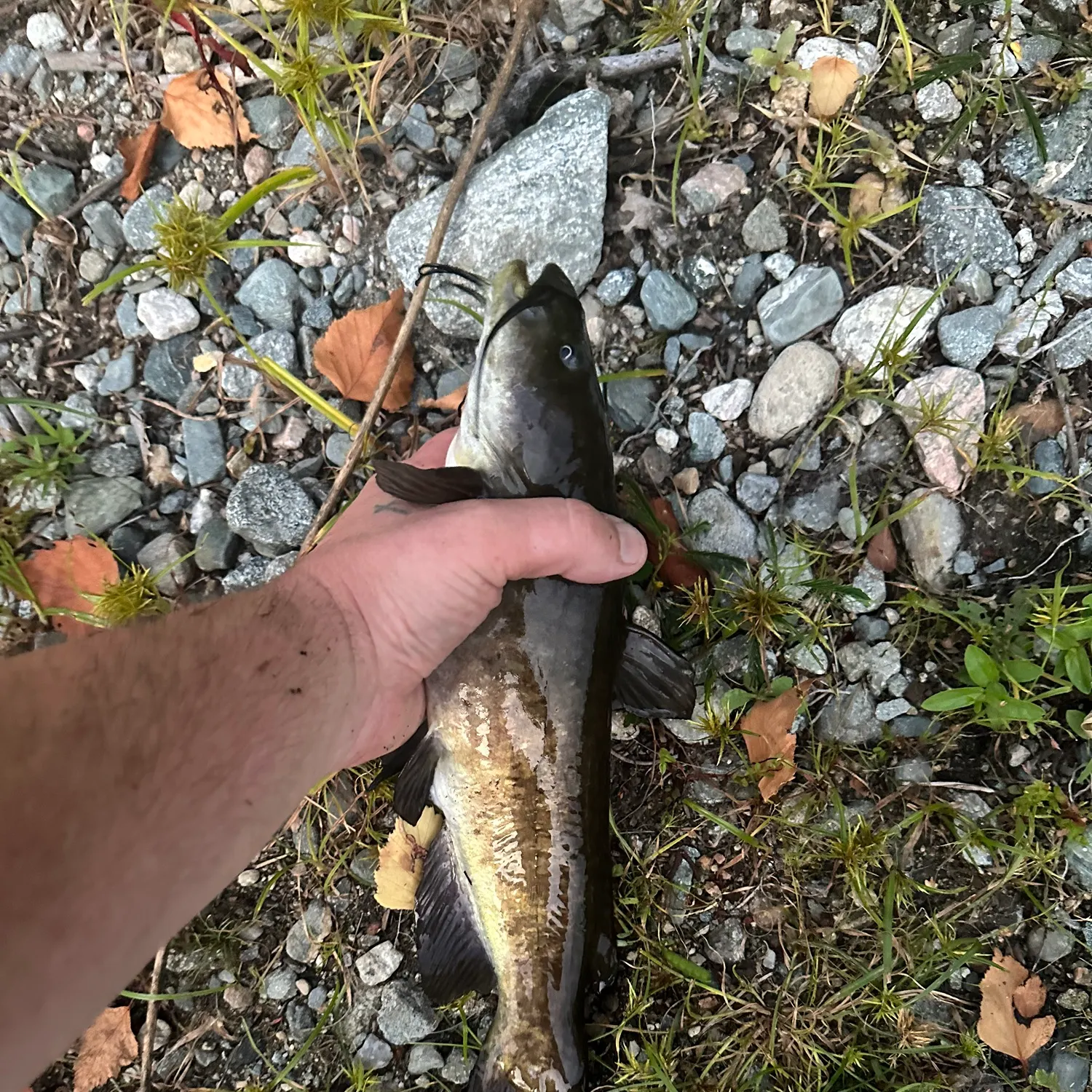 Black bullhead caught on Fishbrain
