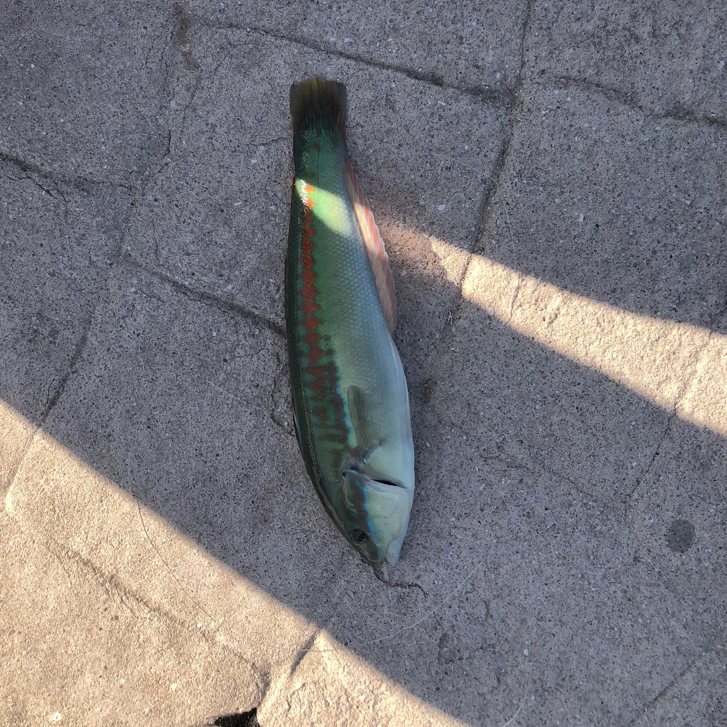 The most recent Mediterranean rainbow wrasse catches on Fishbrain