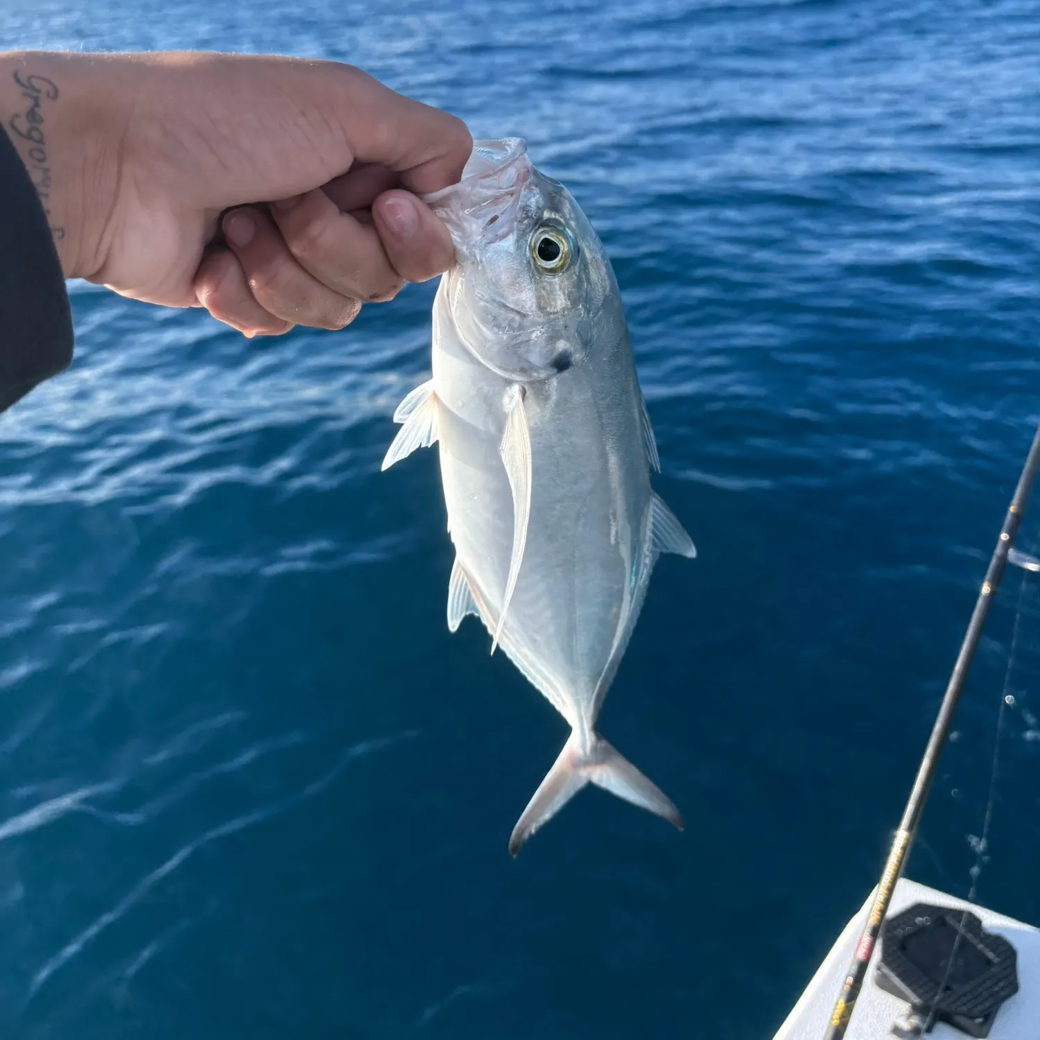The most recent Blue runner catches on Fishbrain