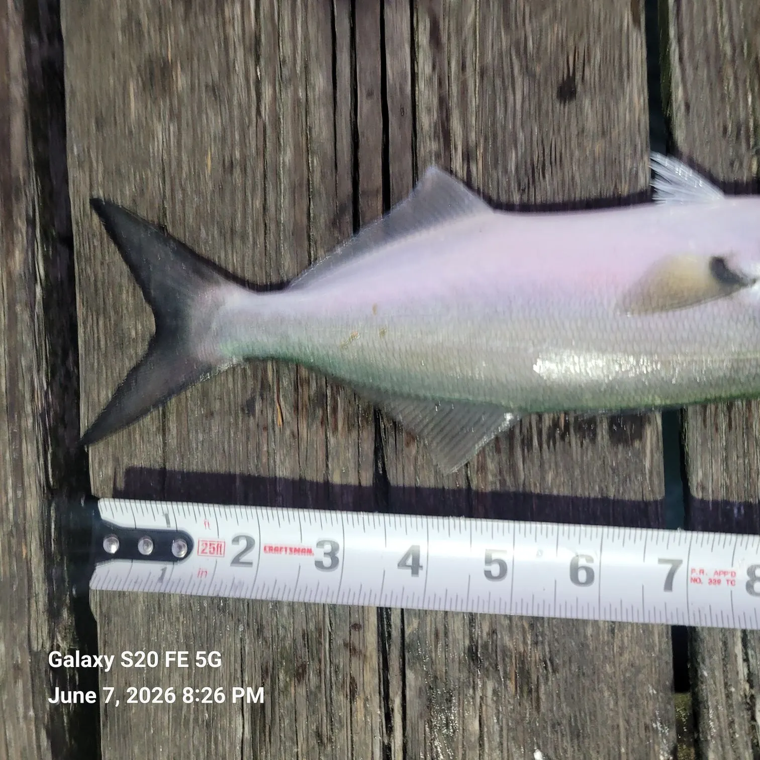 recently logged catches