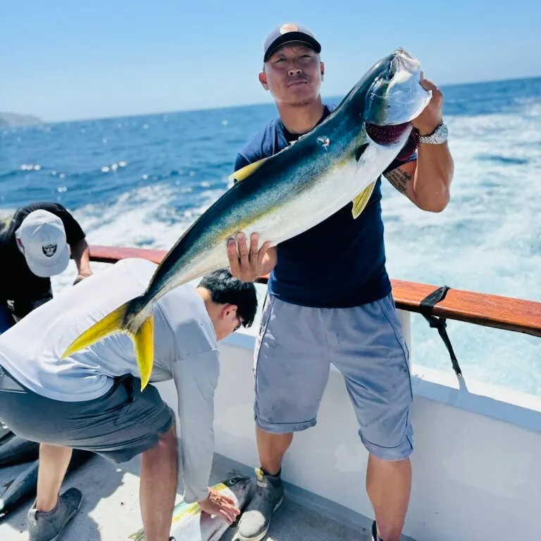 California yellowtail amberjack caught on Fishbrain