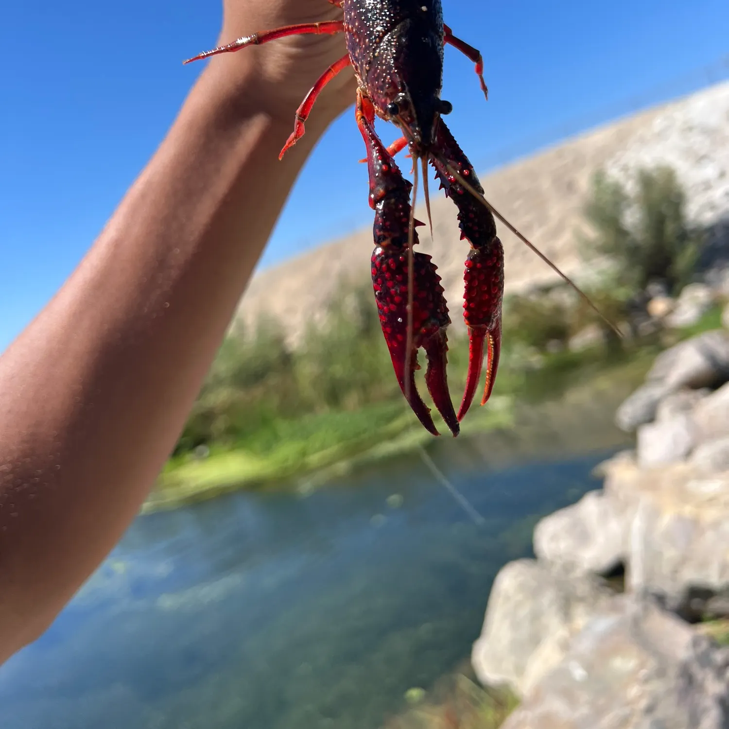 Red swamp crayfish caught on Fishbrain