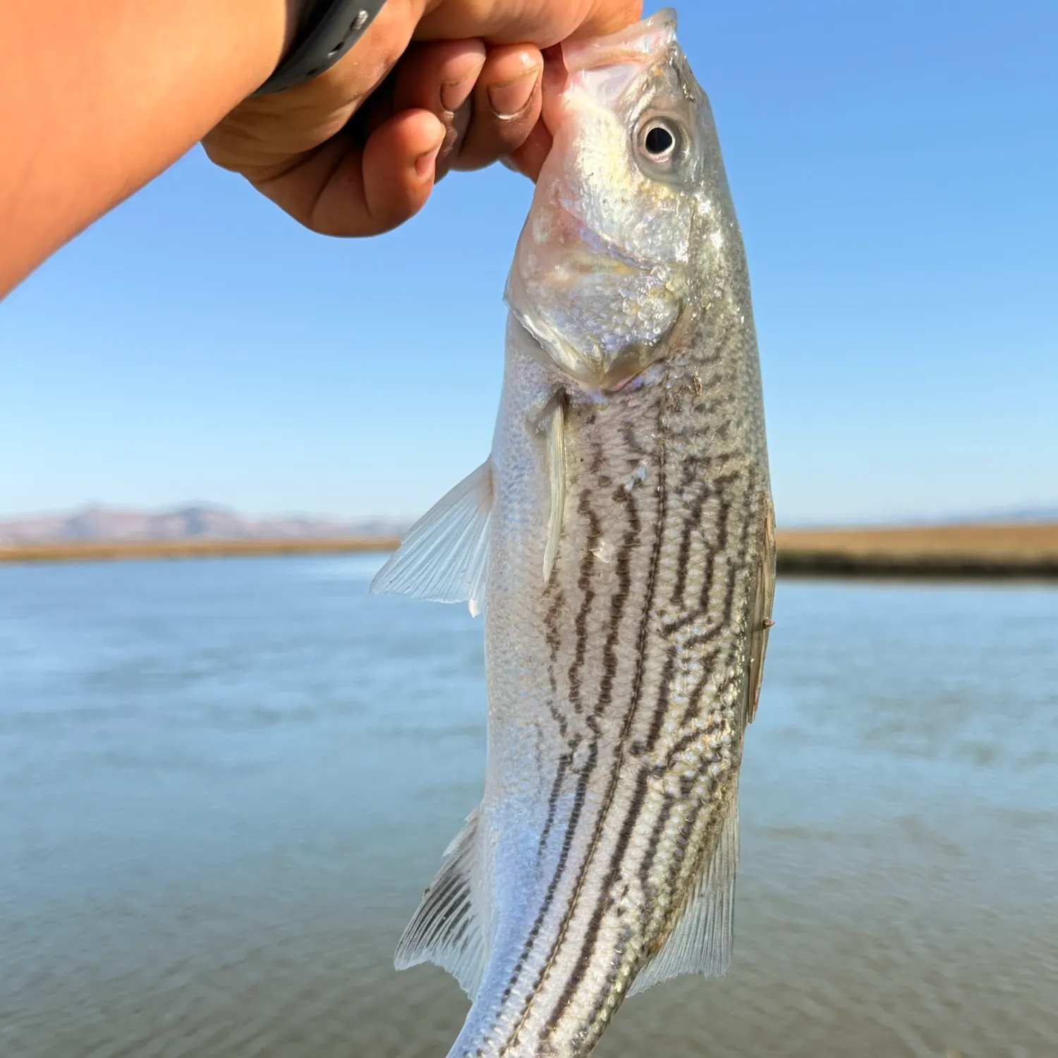 Striped bass caught on Fishbrain