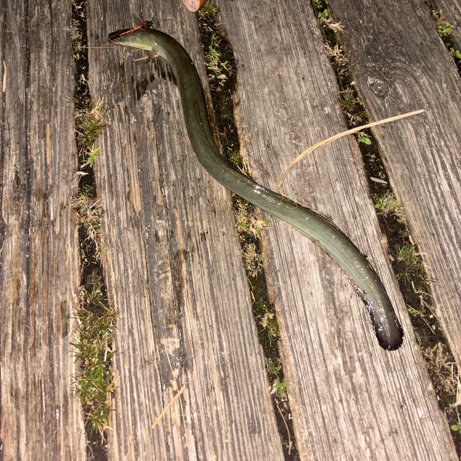 American eel caught on Fishbrain