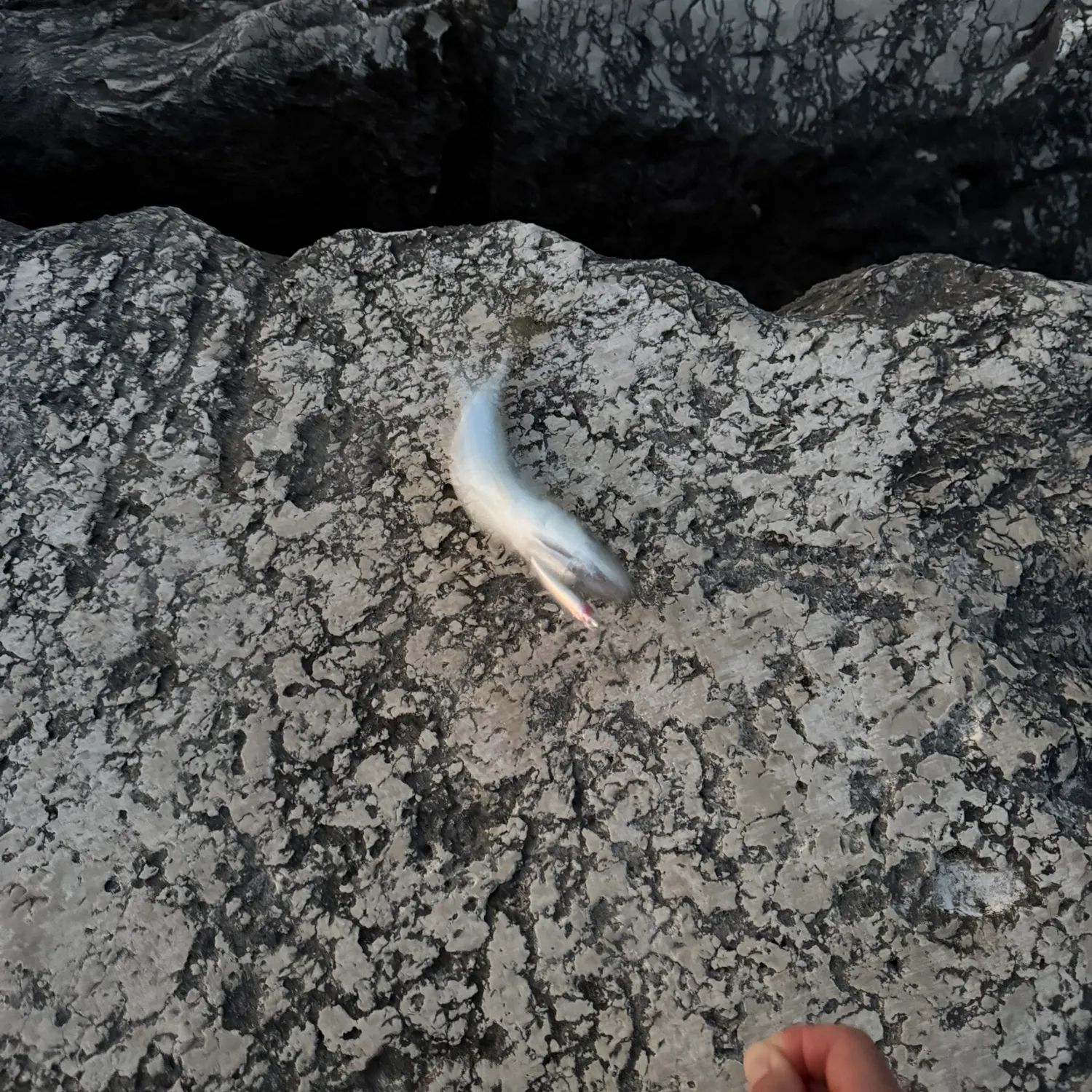The most recent Leerfish catches on Fishbrain